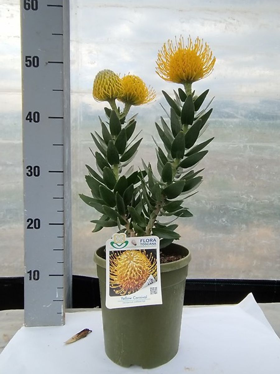 Leucospermum cordifolium 'Carnival Yellow' — Plant Wholesale FlorAccess