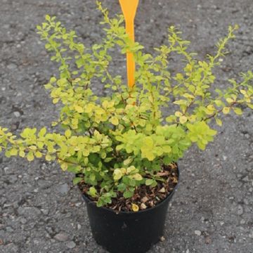 Berberis thunbergii 'Maria'