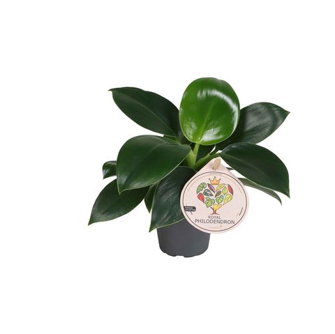 Filodendro 'Green Princess'