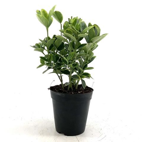 Euonymus japonicus 'Aureomarginatus'