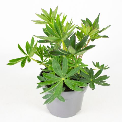 Lupinus polyphyllus MIX