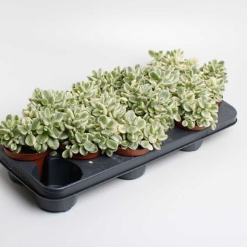 Cotyledon ladismithiensis 'Variegata'