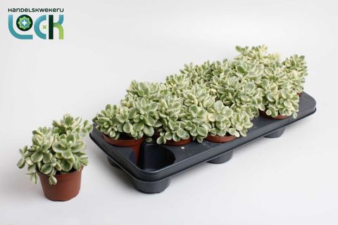 Cotyledon ladismithiensis 'Variegata'