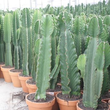 Euphorbia ingens