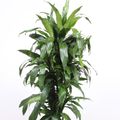 Dracaena fragrans 'Janet Craig'