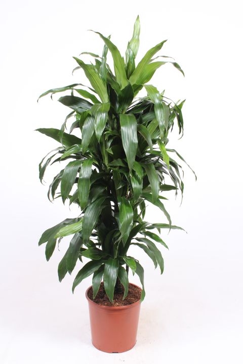 Dracaena fragrans 'Джанет Крейг'