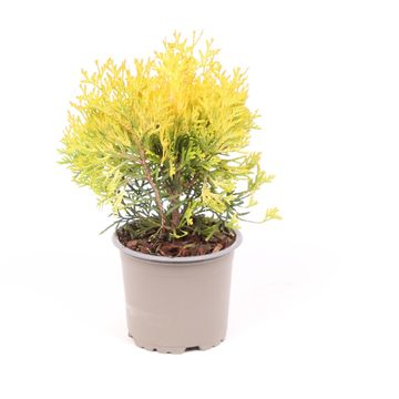 Thuja occidentalis 'Malonyana Aurea'