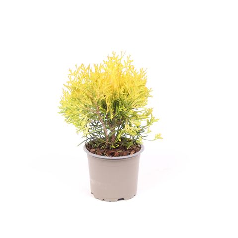 Thuja occidentalis 'Malonyana Aurea'