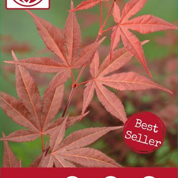 Acer palmatum 'Атропурпуреум'