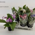 Streptocarpus MIX
