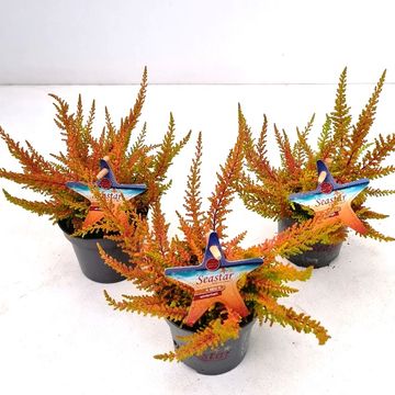 Calluna vulgaris BEAUTY LADIES SEASTAR