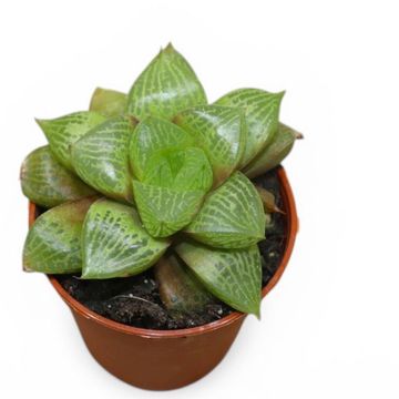 Haworthia emelyae comptoniana