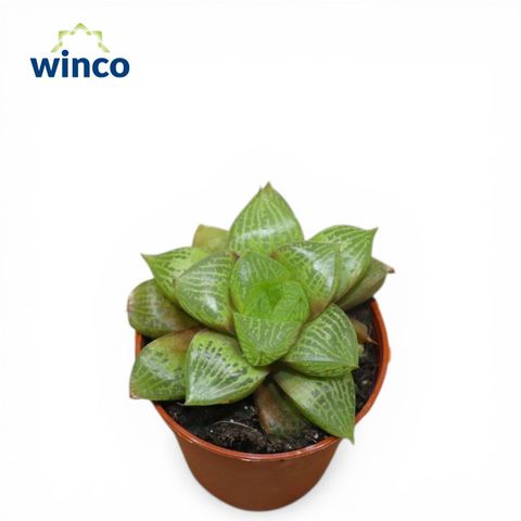 Haworthia emelyae comptoniana