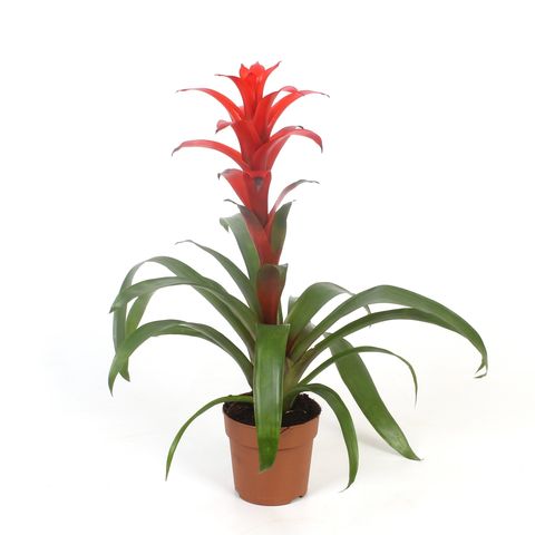 Guzmania 'Allura'