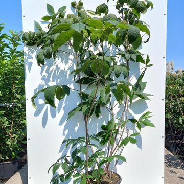 Эскулус parviflora