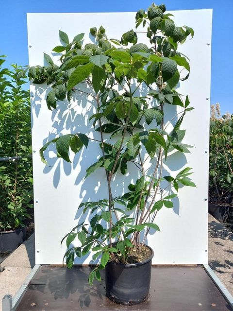 Эскулус parviflora