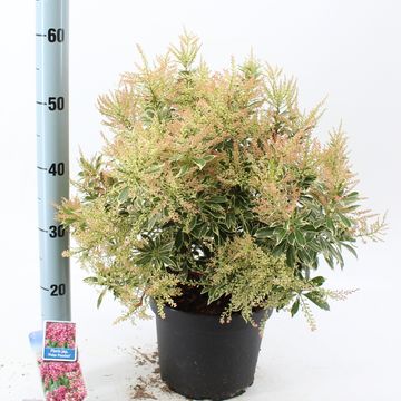 Pieris japonica POLAR PASSION