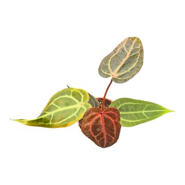 Anthurium DocBlock Anthurium Purple Rain® '27' X Red Velvet Cake® '24'