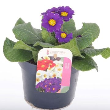 Primula 'Veristar Late Twin Violet'