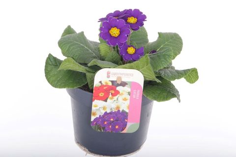 Primula 'Veristar Late Twin Violet'