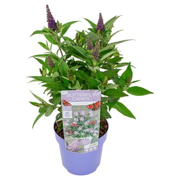 Buddleja davidii BUTTERFLY CANDY LILA SWEETHEART
