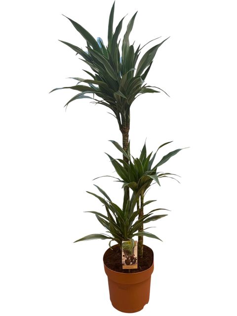 Dracaena fragrans 'Warneckei'