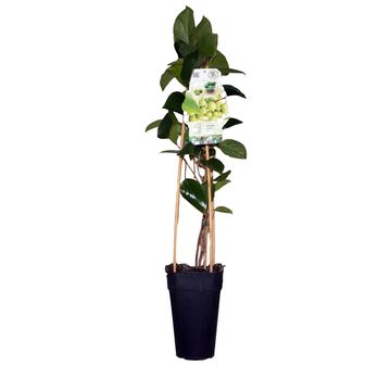 Actinidia arguta 'Issai'