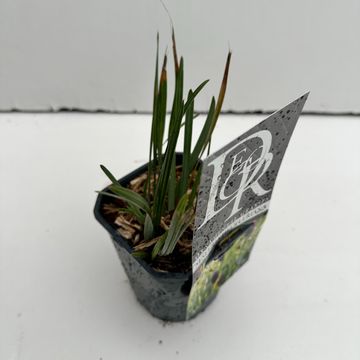 Sesleria heufleriana