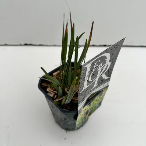 Sesleria heufleriana