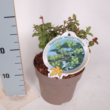 Hypericum MIRACLE PISTACHE