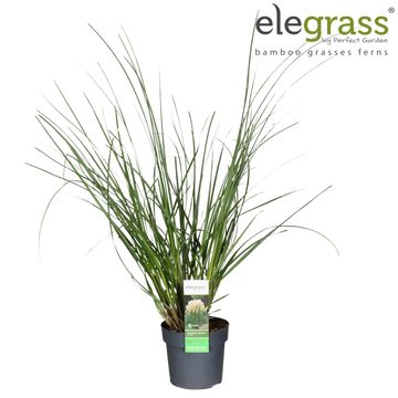 Cortaderia selloana 'Pumila'