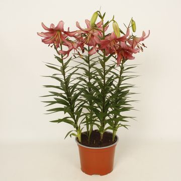 Lilium MARTAGON MIX