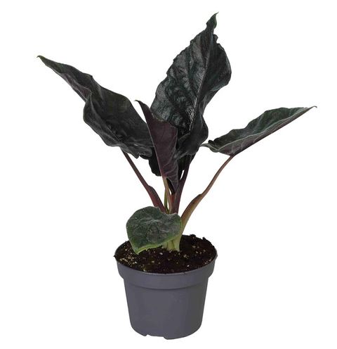 Alocasia 'Antoro Velvet'