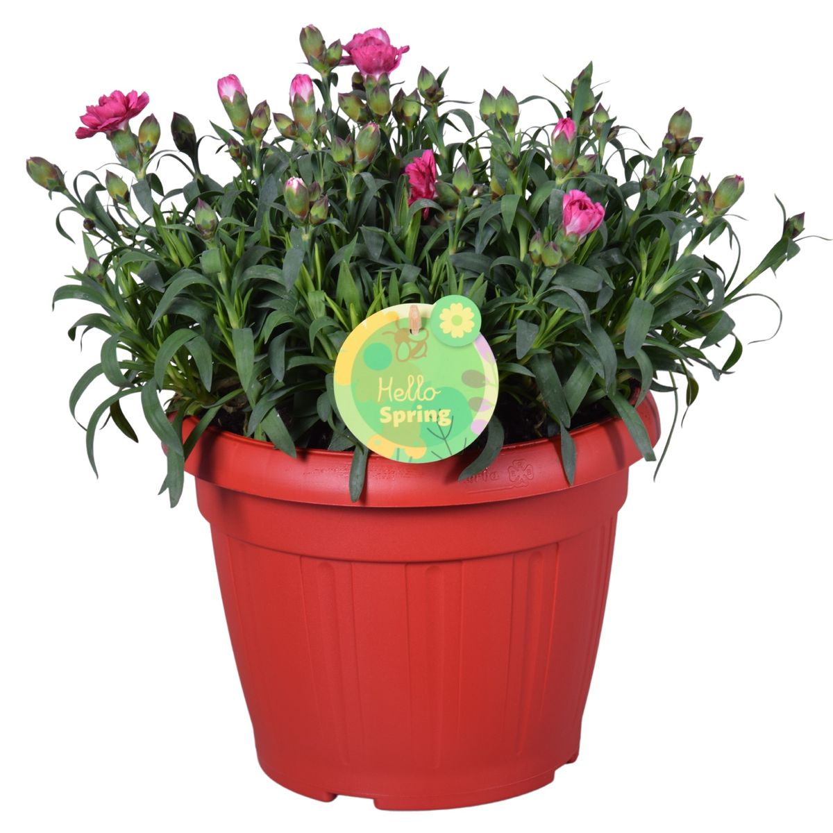 dianthus-oscar-plant-wholesale-floraccess