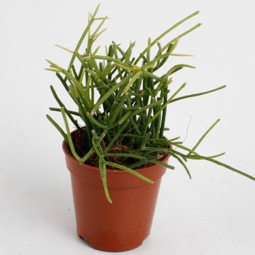Rhipsalis baccifera 'Oasis'