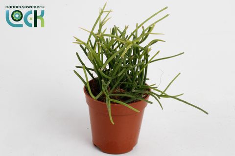 Rhipsalis baccifera 'Oasis'