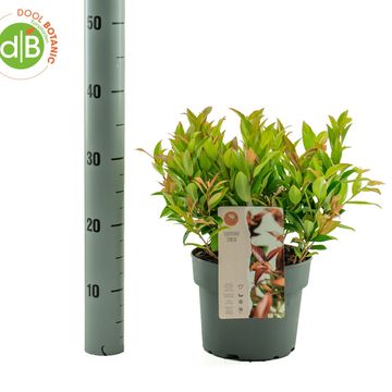 Leucothoe 'Zeblid'