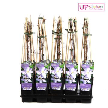 Clematis 'Blekitny Aniol' (LL)