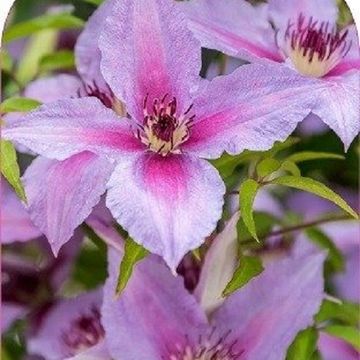 Clematis PROUD MARY (EL)