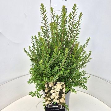 Spiraea nipponica 'Snowmound'