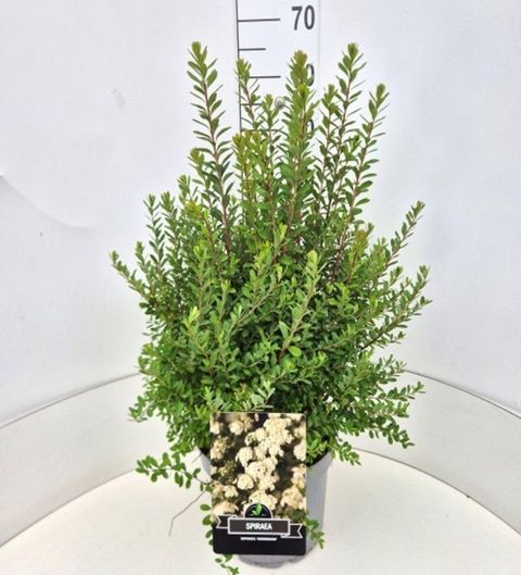 Spiraea nipponica 'Snowmound'
