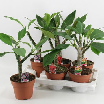 Plumeria MIX