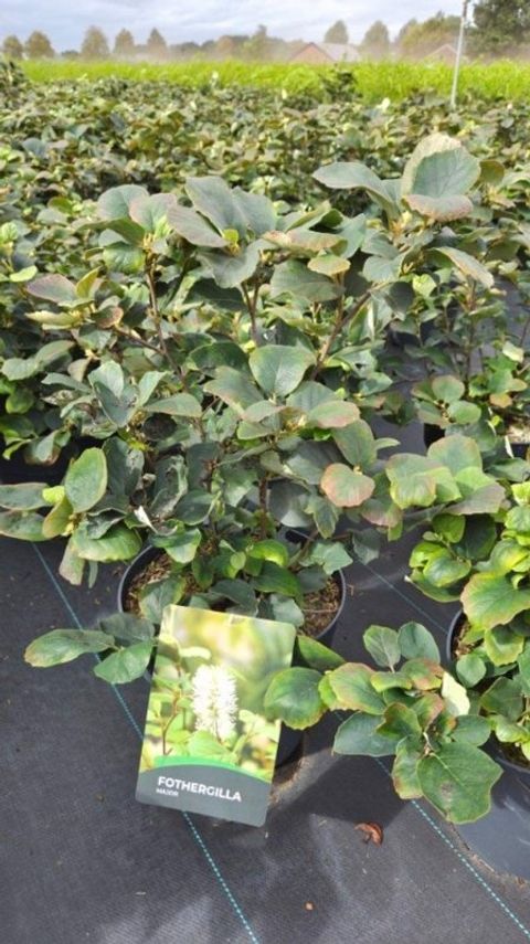 Fothergilla major
