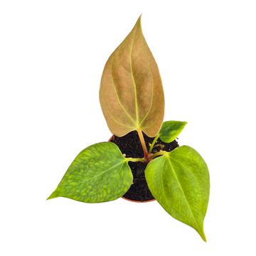 Anthurium portillae