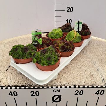 Sempervivum MIX