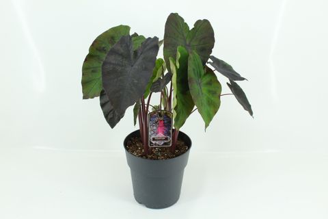 Colocasia 'Redemption'