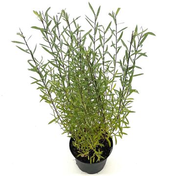 Salix purpurea 'Nana'