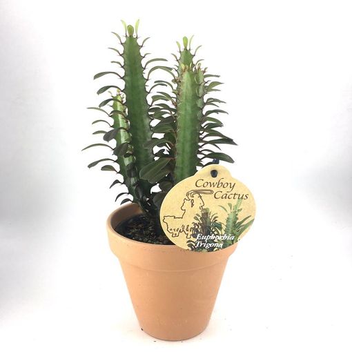 Euphorbia trigona