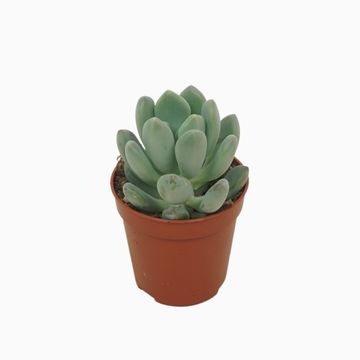 x Pachyveria scheideckeri