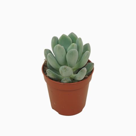 x Pachyveria scheideckeri